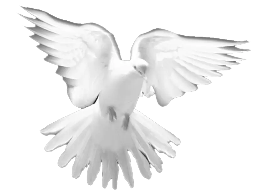 White Dove in Flight