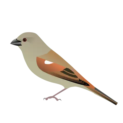 Illustration of a Brown Bird