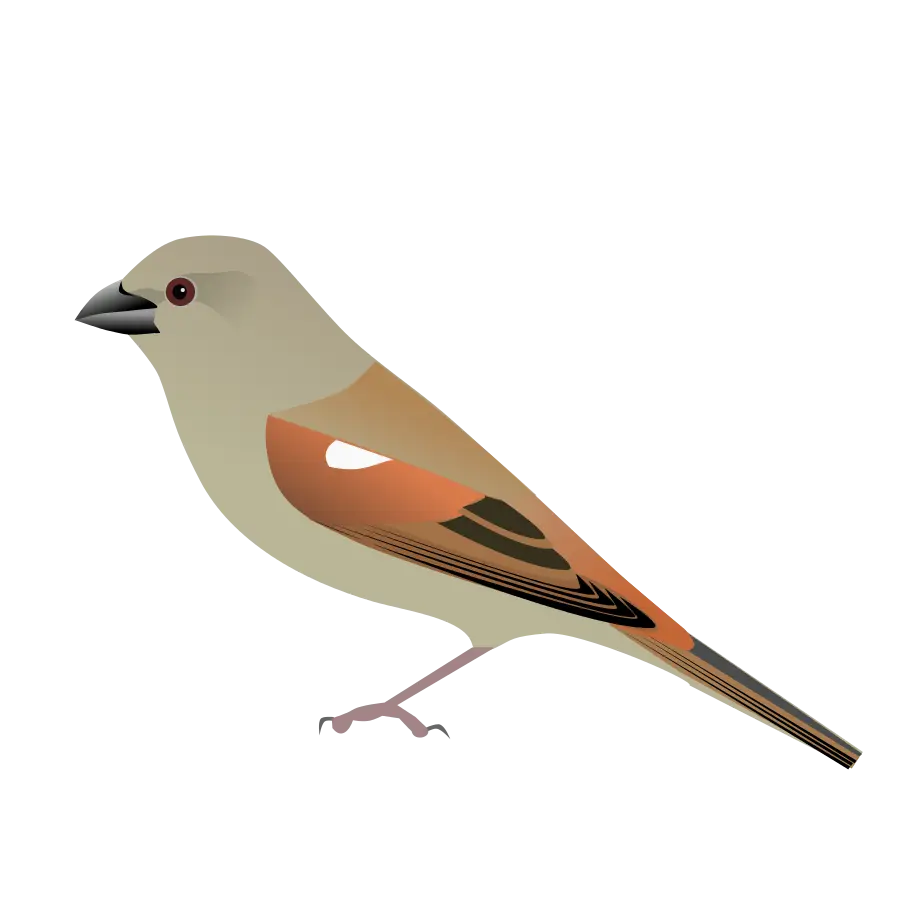 Illustration of a Brown Bird
