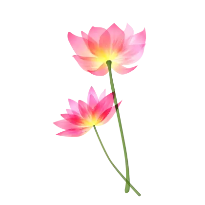 Beautiful Pink Lotus Flowers