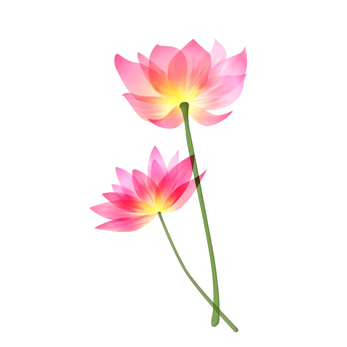 Beautiful Pink Lotus Flowers