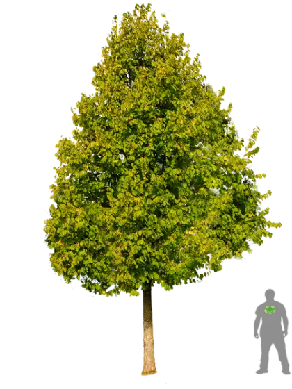 Tree with Green Leaves and Size Comparison