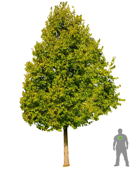 Tree with Green Leaves and Size Comparison