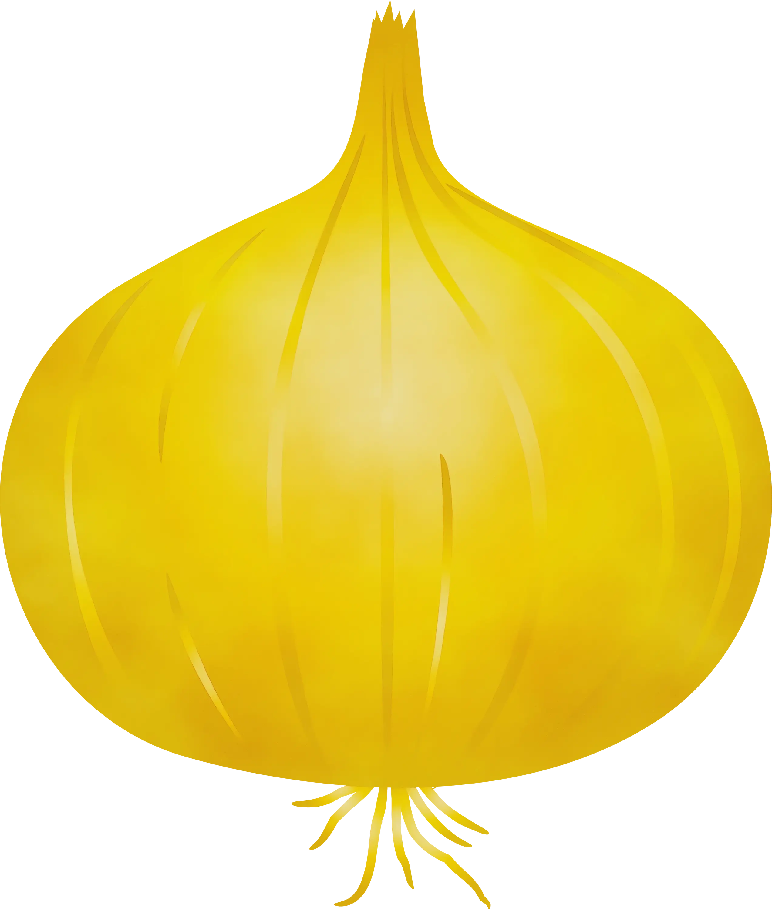 Yellow Onion Illustration