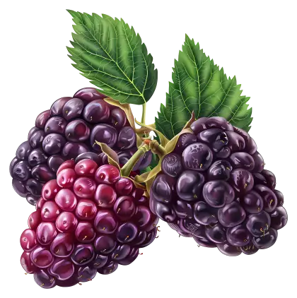 Realistic Blackberries with Leaves Illustration