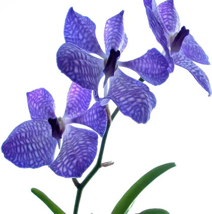 Purple Orchid Flower in Bloom