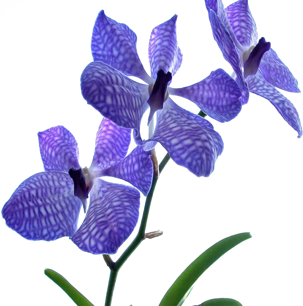Purple Orchid Flower in Bloom