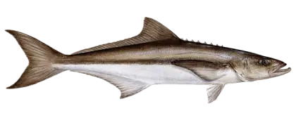 Cobia Fish Illustration for Marine Life Concept
