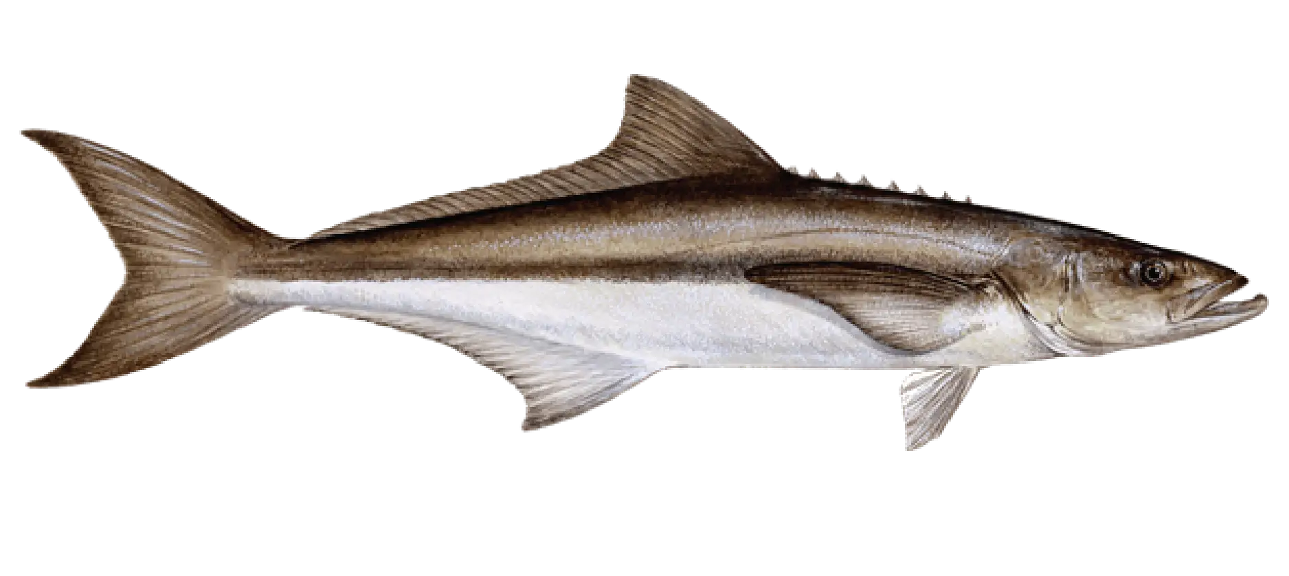 Cobia Fish Illustration for Marine Life Concept