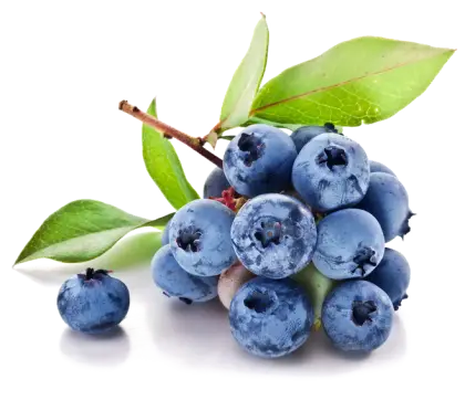 Fresh Blueberries with Leaves