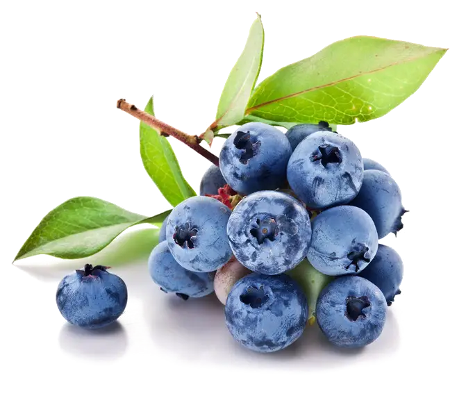Fresh Blueberries with Leaves