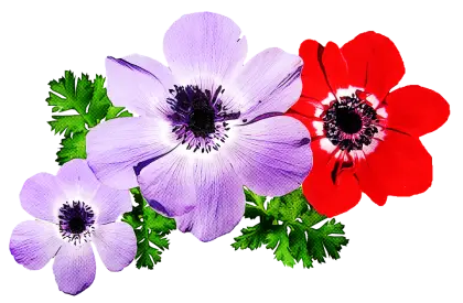 Colorful Anemone Flowers with Green Leaves
