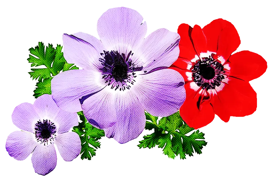 Colorful Anemone Flowers with Green Leaves