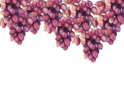 Bunch of Purple Grapes