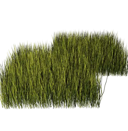 Green Grass for Garden Landscaping