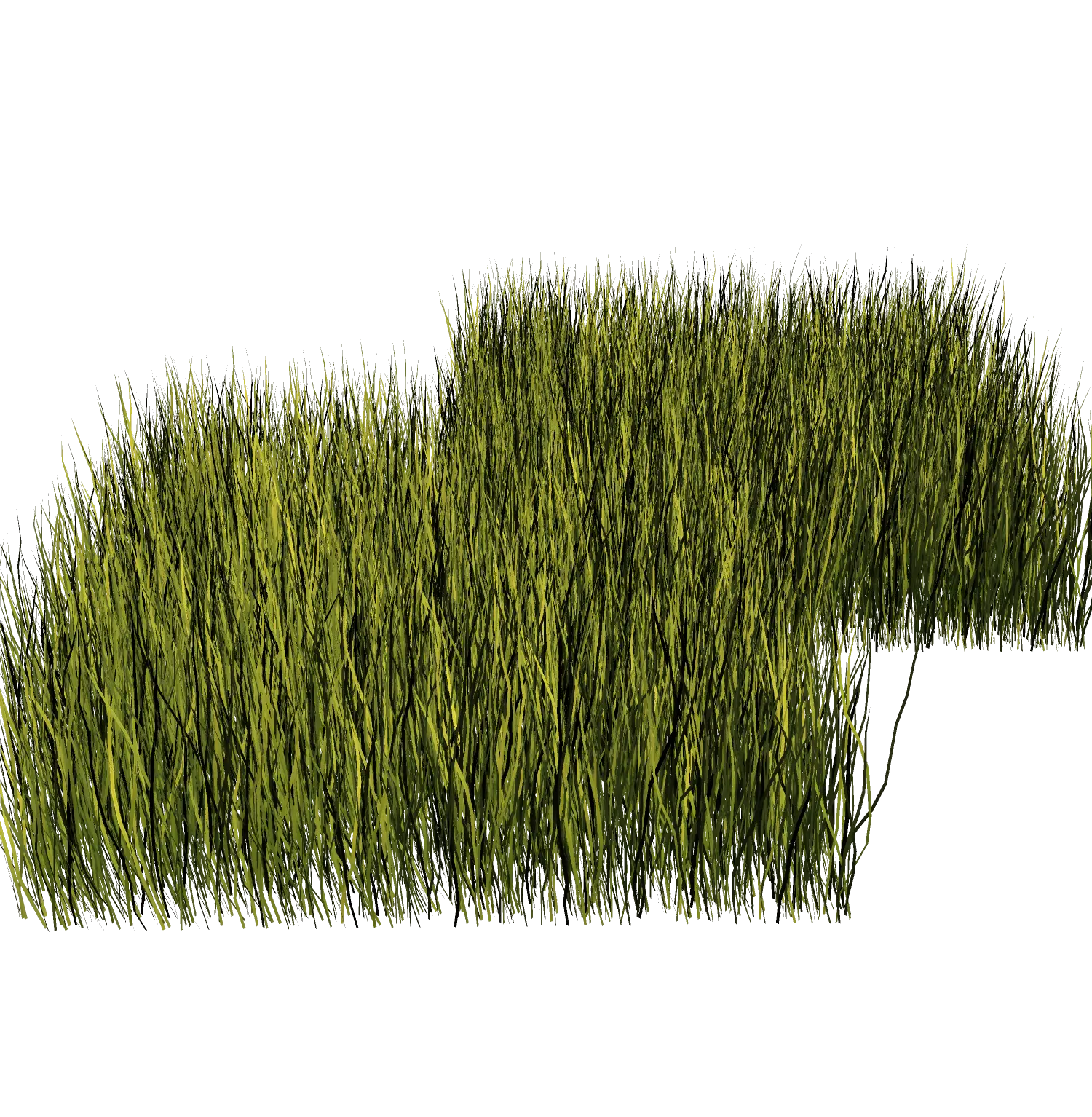 Green Grass for Garden Landscaping
