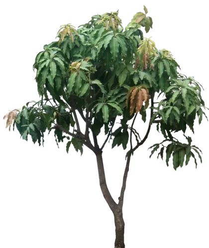 Green Tree with Leaves