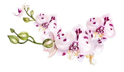 Beautiful Orchid Flowers