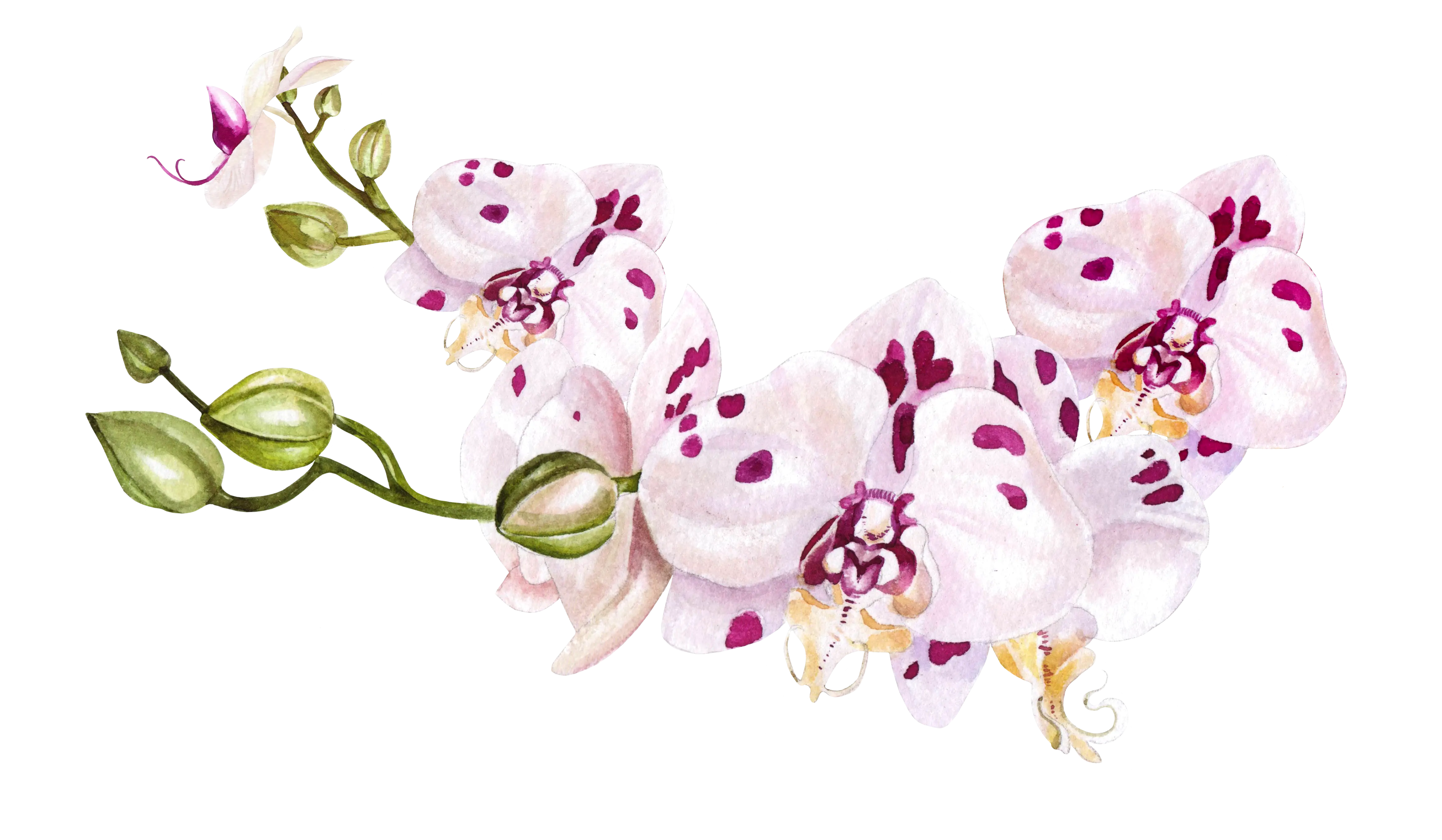 Beautiful Orchid Flowers