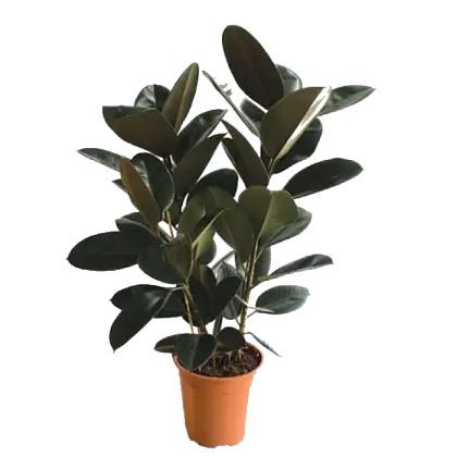 Green Potted Plant