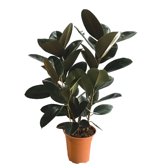 Green Potted Plant