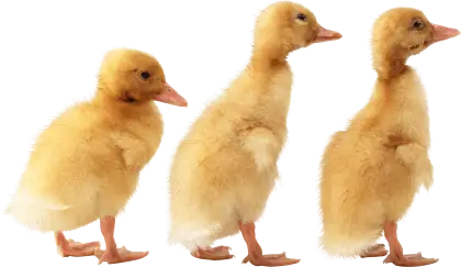 Adorable Yellow Ducklings Image