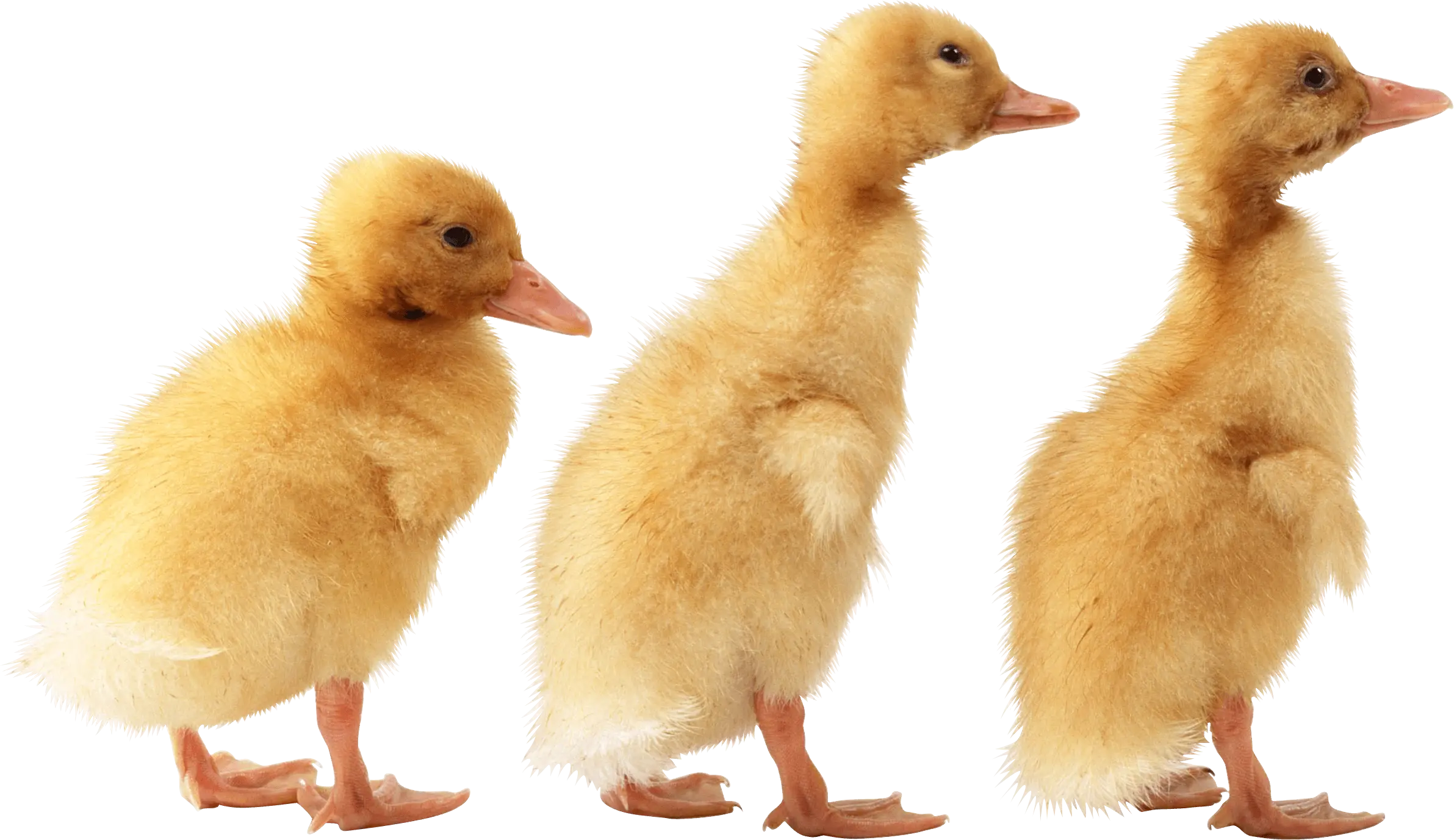 Adorable Yellow Ducklings Image