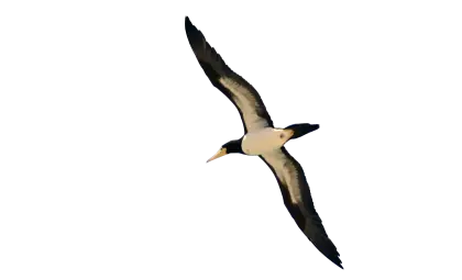 Bird Soaring in the Sky