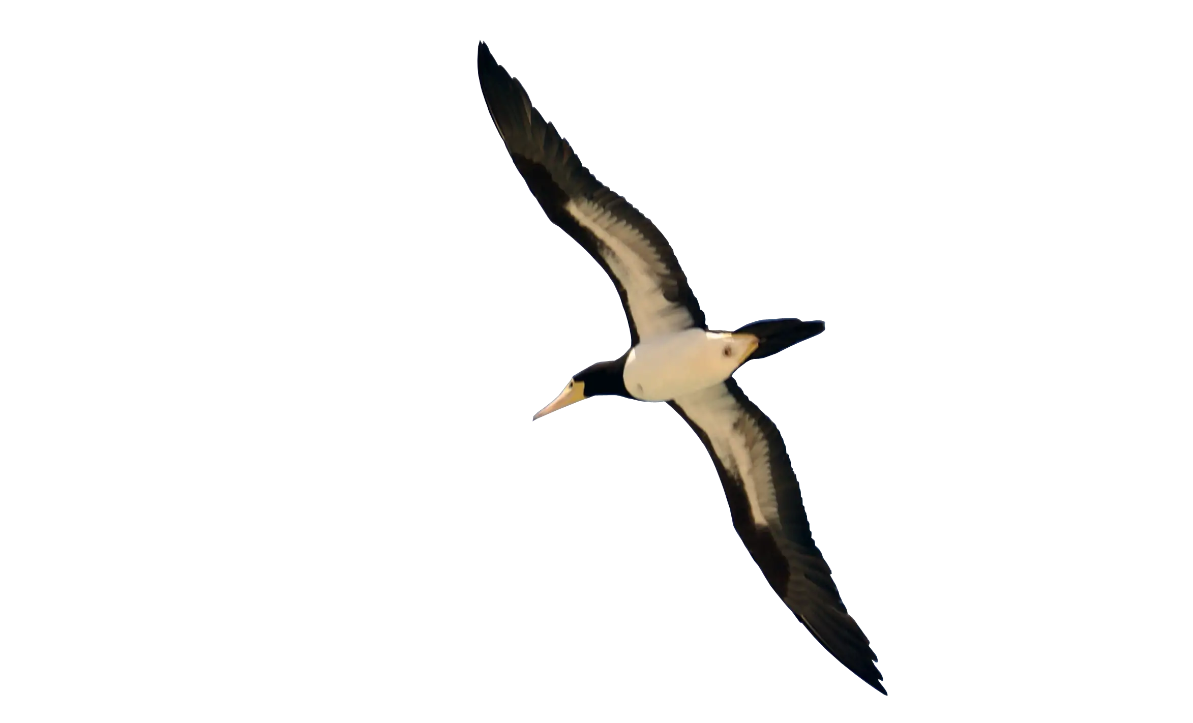 Bird Soaring in the Sky