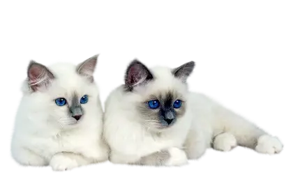 Two Fluffy White Ragdoll Cats with Blue Eyes