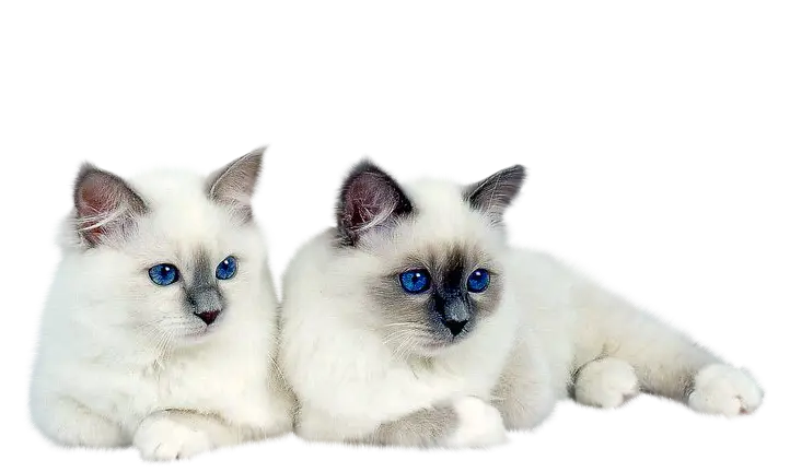 Two Fluffy White Ragdoll Cats with Blue Eyes