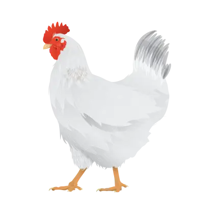 White Chicken with Red Comb