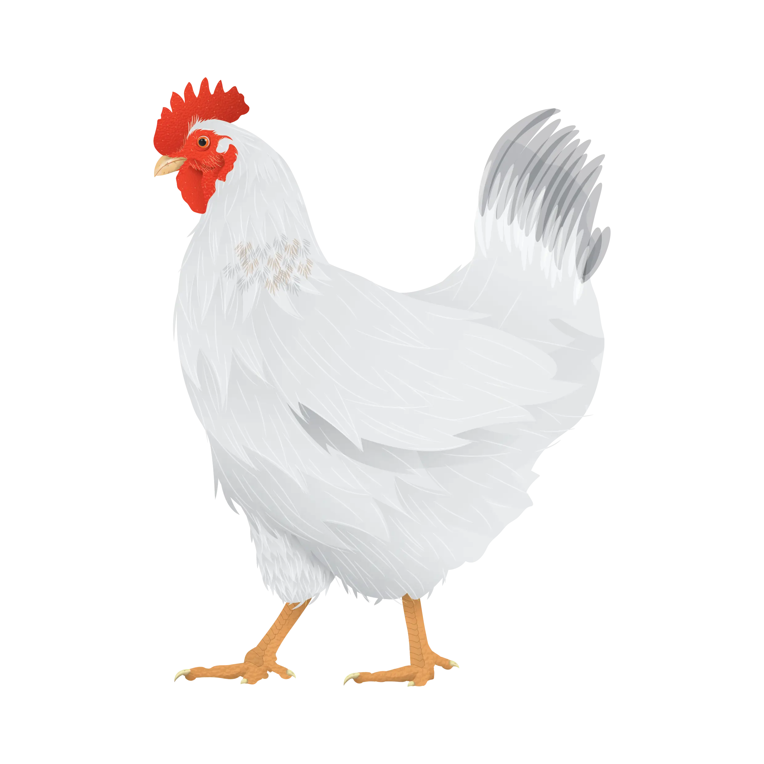 White Chicken with Red Comb