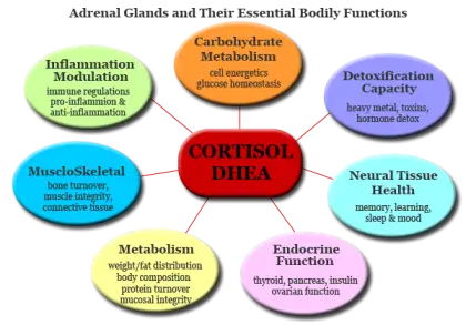 Cortisol DHEA Functions Diagram