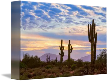 Beautiful Desert Landscape with Cactus at Sunset