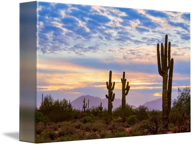 Beautiful Desert Landscape with Cactus at Sunset