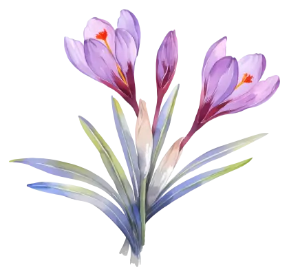 Illustration of purple crocus flowers