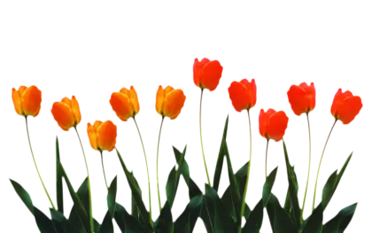 Orange and Red Tulips in Full Bloom