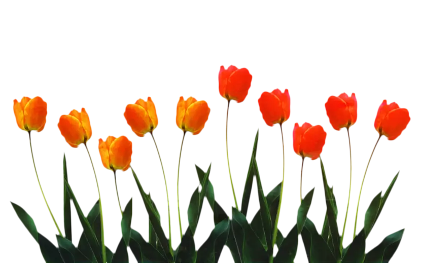 Orange and Red Tulips in Full Bloom