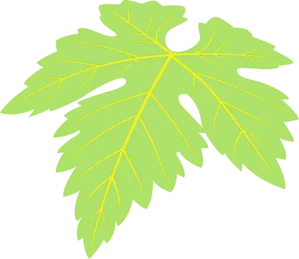 Green Papaya Leaf Illustration