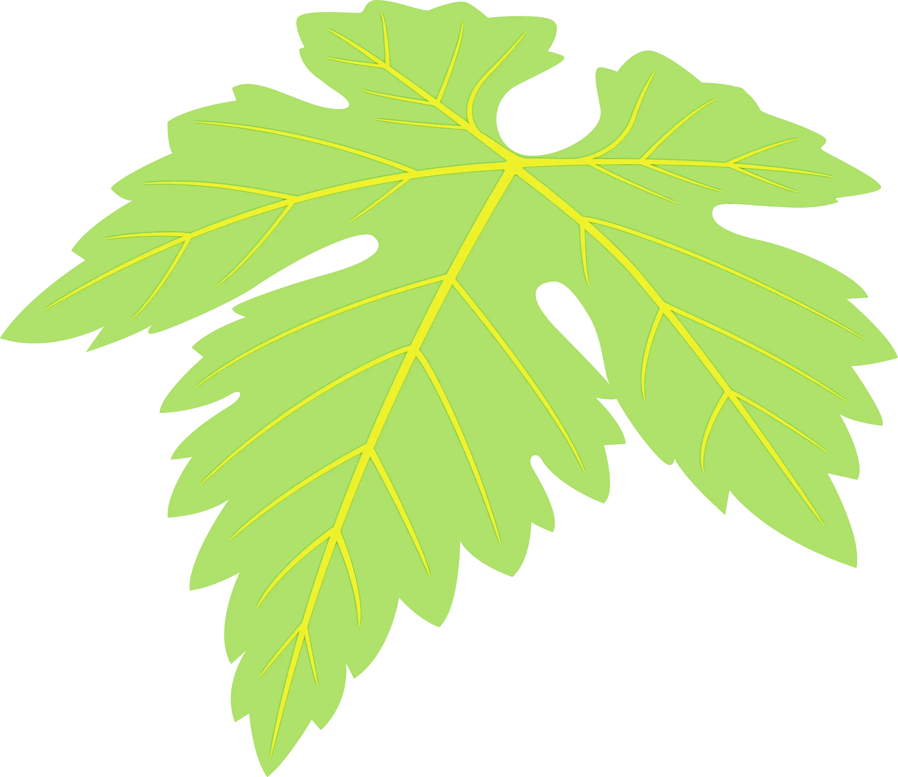 Green Papaya Leaf Illustration