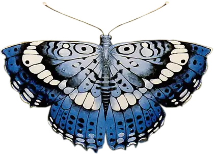 Detailed Illustration of a Blue Butterfly