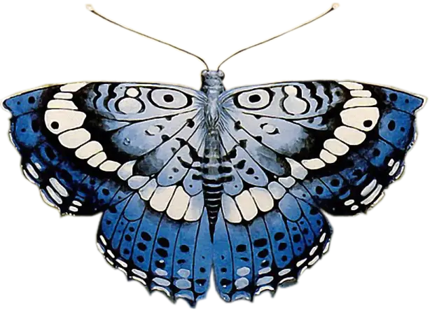 Detailed Illustration of a Blue Butterfly