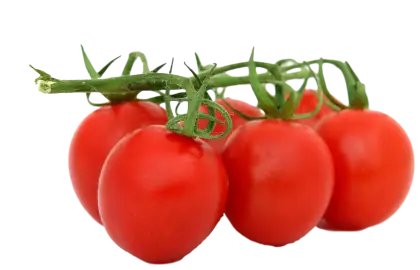 Red Tomatoes on Vine for Fresh Produce