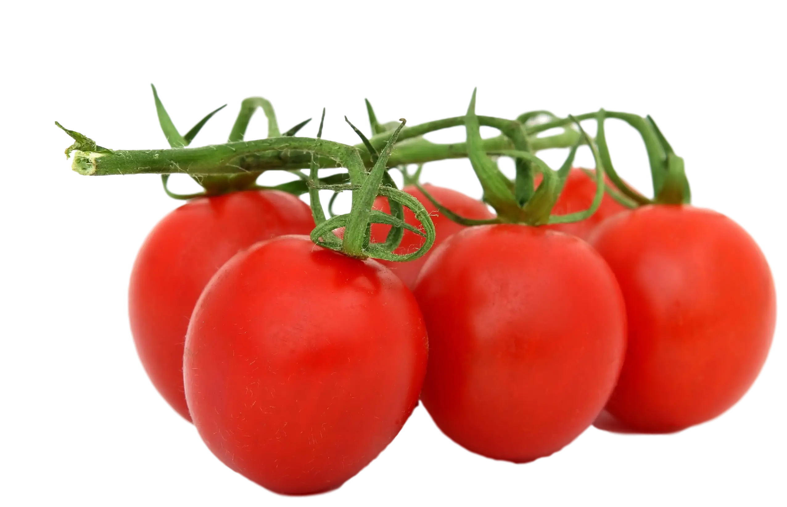 Red Tomatoes on Vine for Fresh Produce