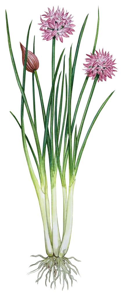 Chives with Flowers