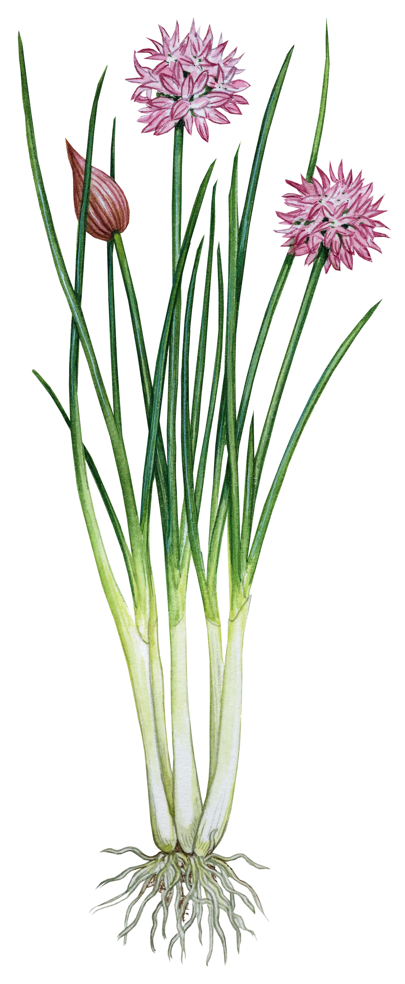 Chives with Flowers