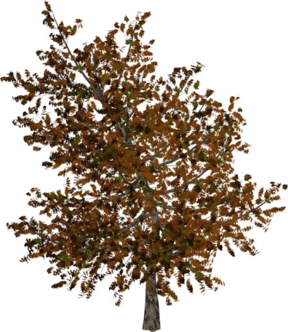 Autumn Tree with Brown Leaves