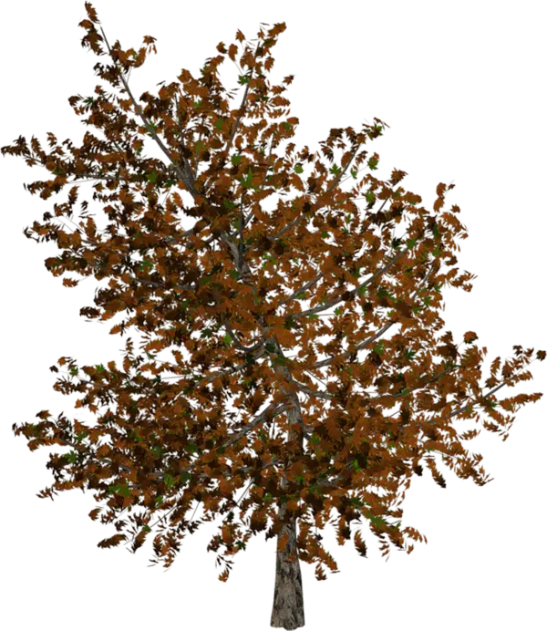 Autumn Tree with Brown Leaves