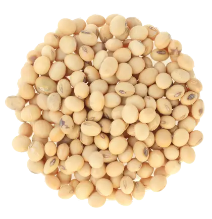 Pile of Raw Soybeans